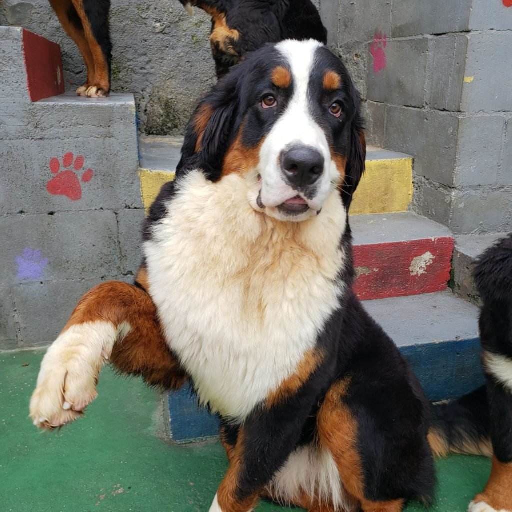 %name Bernese Mountain Dog