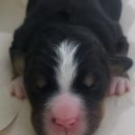 %name Bernese Mountain Dog