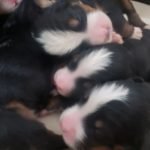 %name Bernese Mountain Dog