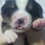 %name Bernese Mountain Dog