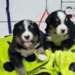 %name Bernese Mountain Dog