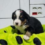 %name Bernese Mountain Dog