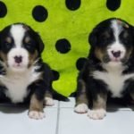 %name Bernese Mountain Dog