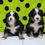 %name Bernese Mountain Dog