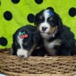 %name Bernese Mountain Dog