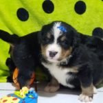 %name Bernese Mountain Dog