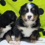 %name Bernese Mountain Dog