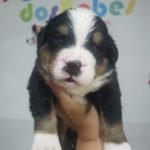 %name Bernese Mountain Dog