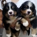 %name Bernese Mountain Dog