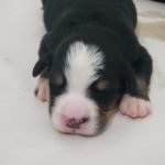 %name Bernese Mountain Dog