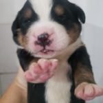 %name Bernese Mountain Dog