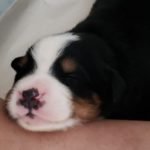 %name Bernese Mountain Dog