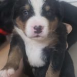 %name Bernese Mountain Dog